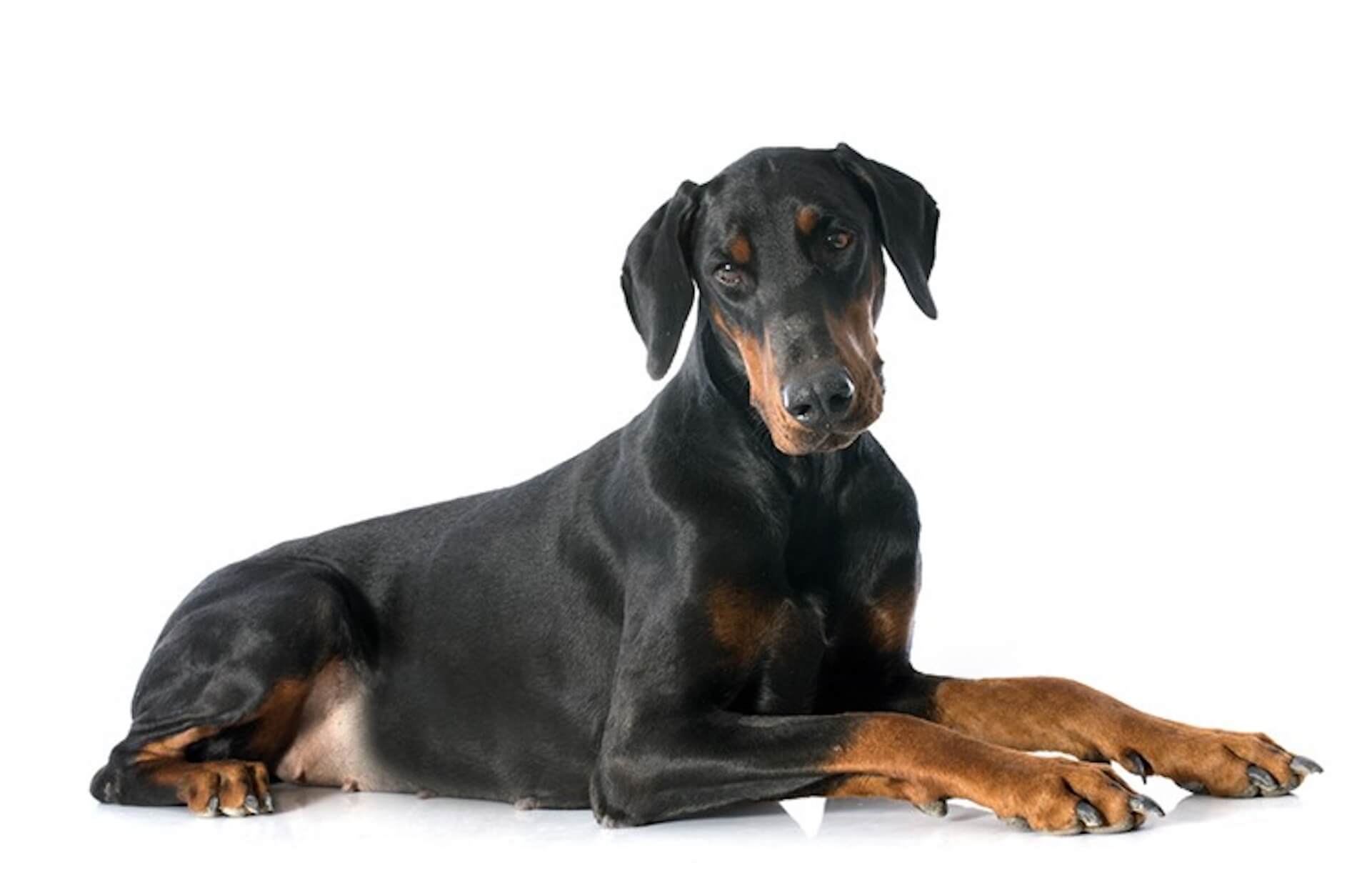 Doberman