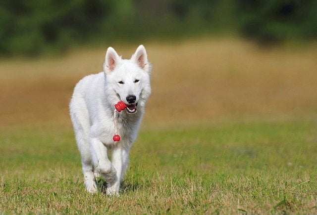 Berger Blanc Suisse top chien de berger