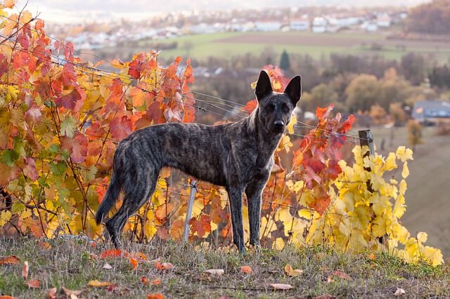 berger hollandais chien de berger