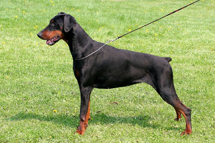 doberman