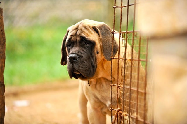 Mastiff top 10 grand chien