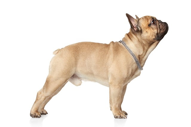 bouledogue francais