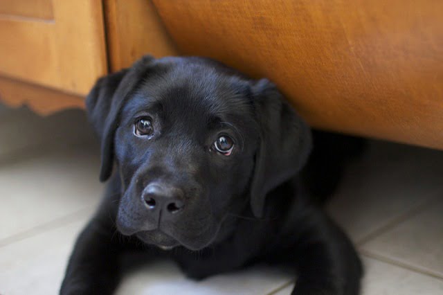 un chiot allongé sous un meuble