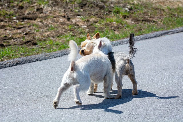 Bagarre durant promenade chien