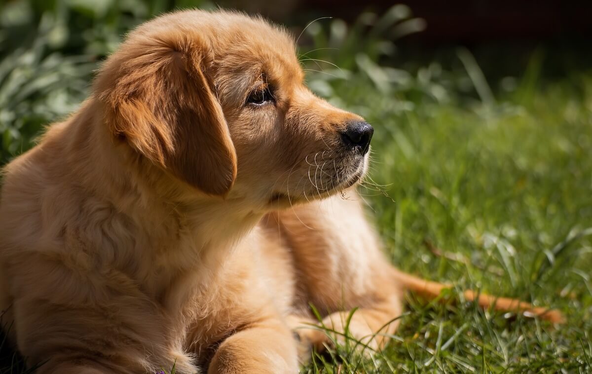 Chiot couché dans l'herbe