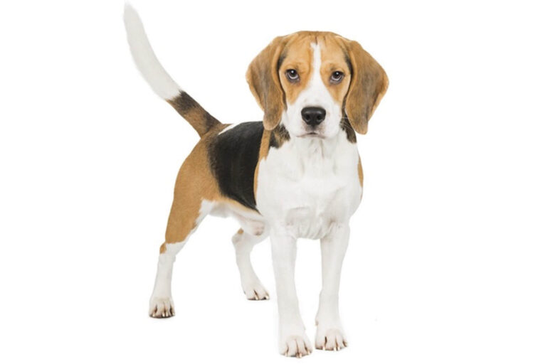 Beagle