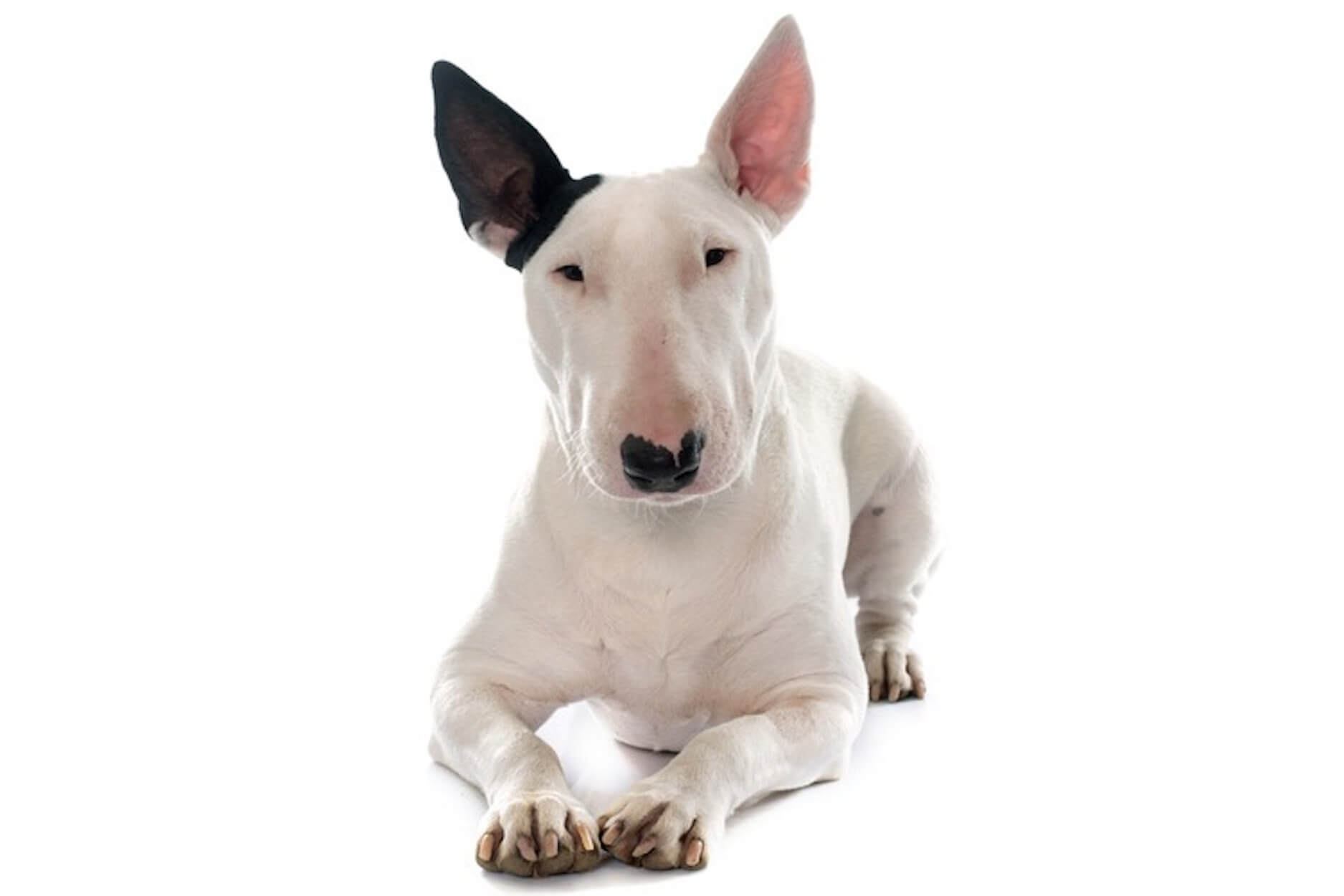 Bull Terrier