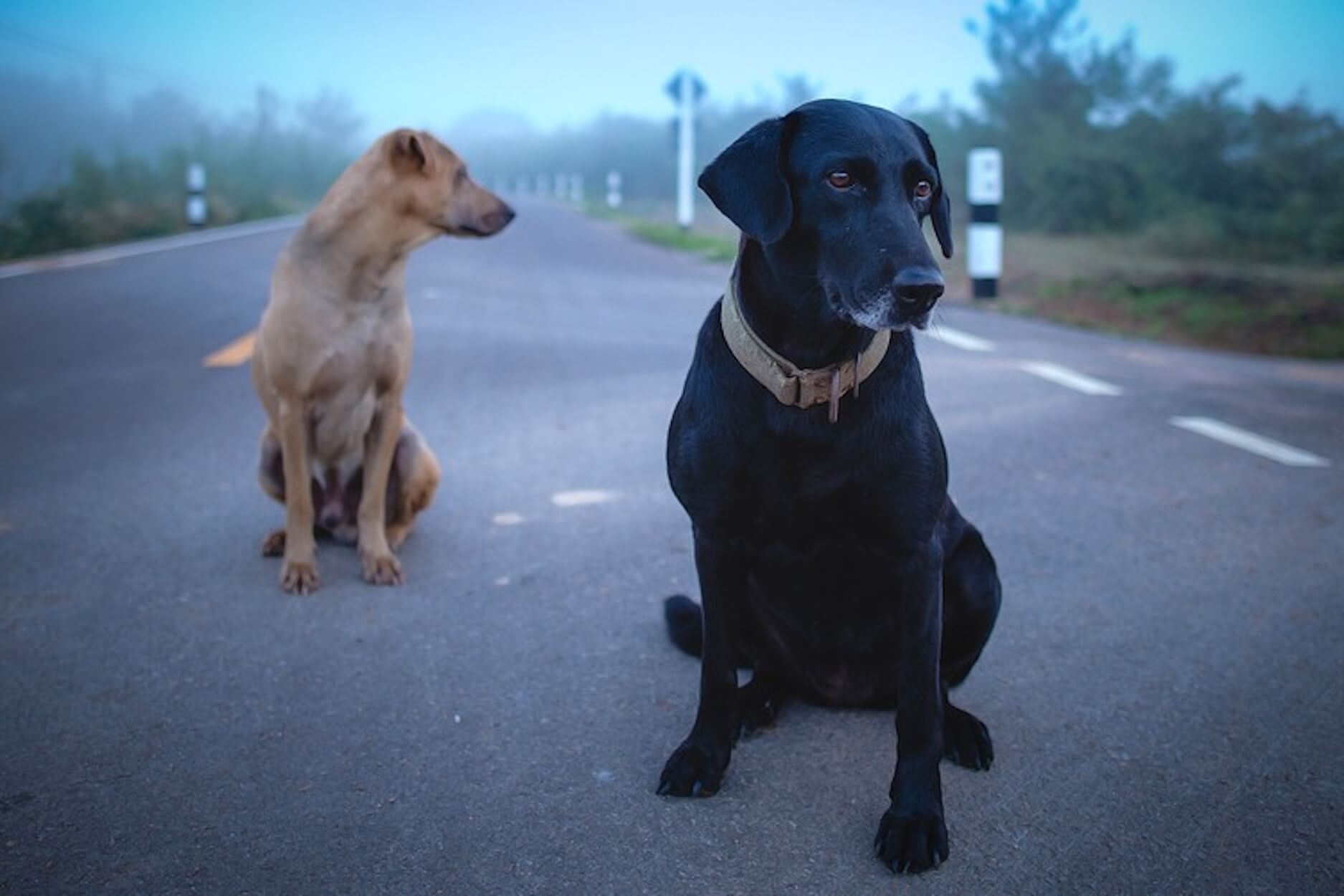 chien fugueur solutions