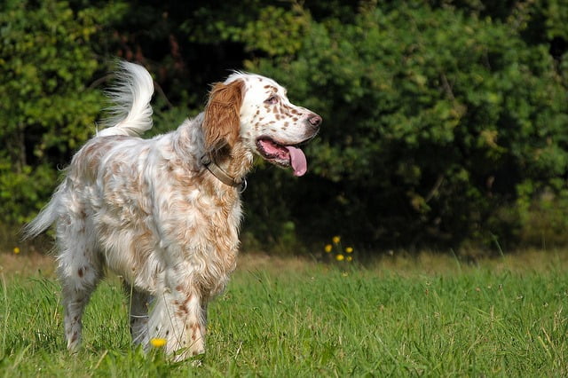 Aptitudes Setter anglais