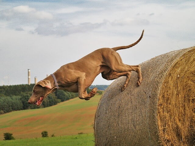 Braque de Weimar chien sportif