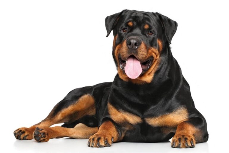 Rottweiler