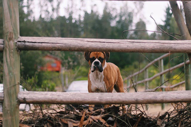 Boxer top 15 chien sportif