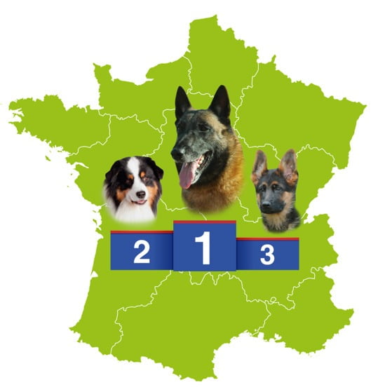 Les 3 races chiens préférées des français