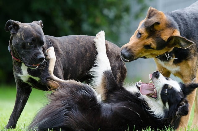 Comment réagir en cas de morsure de chien