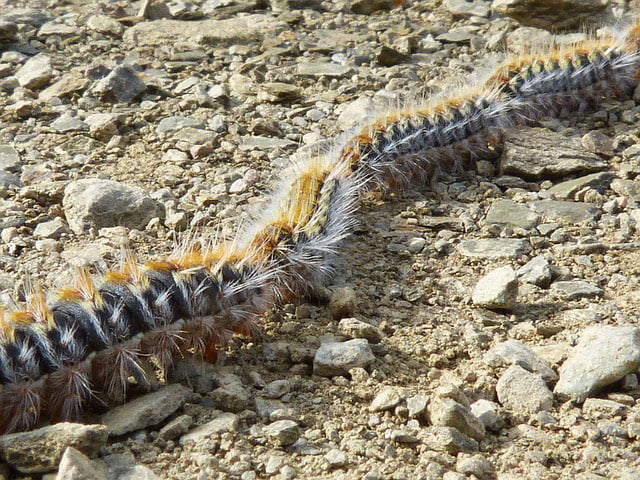 Chenille processionnaire du pin