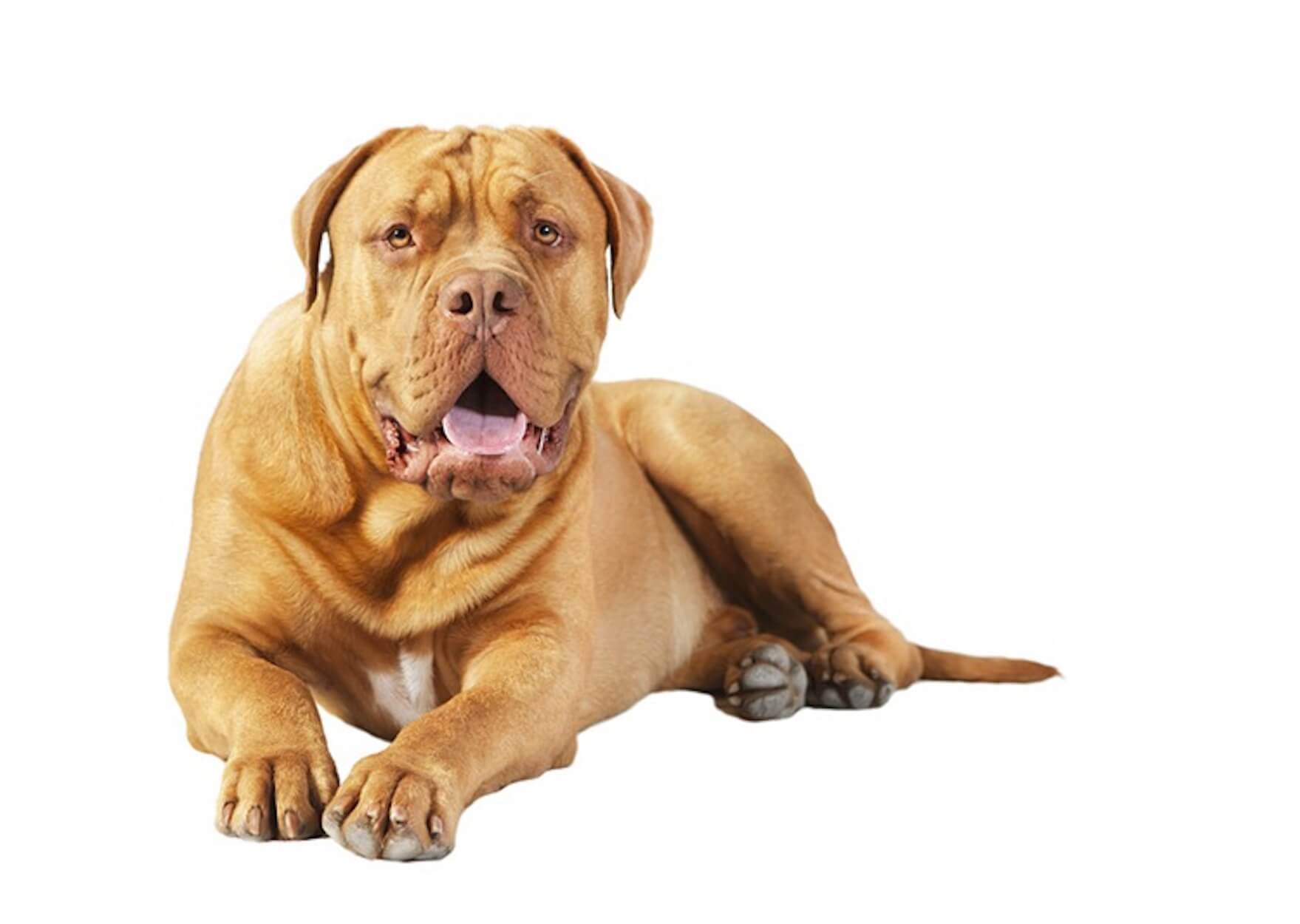 Dogue de Bordeaux