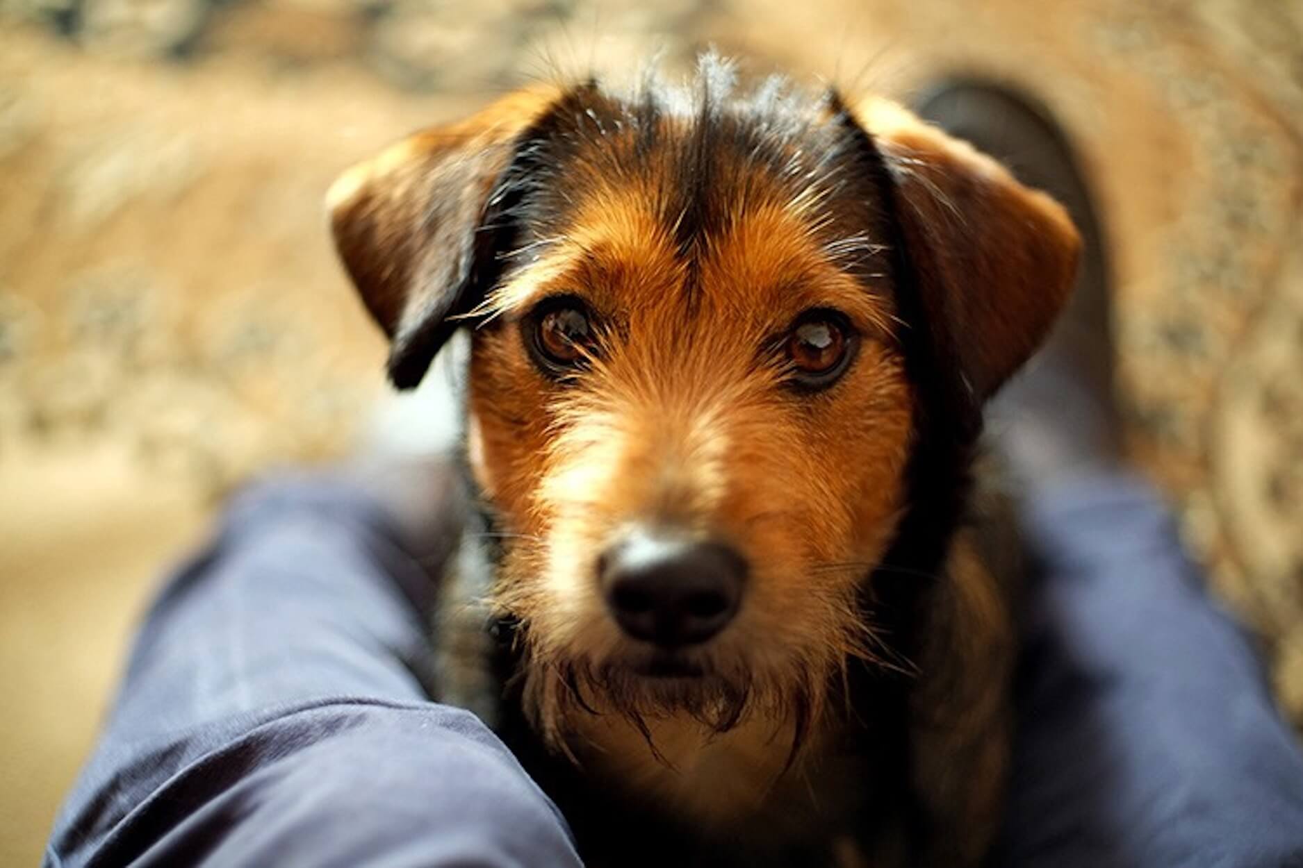 Castration du chien