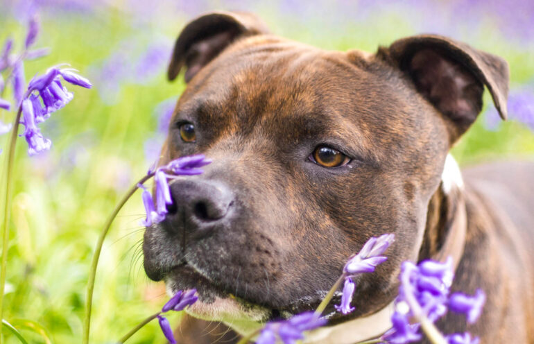 7 dangers du printemps pour les chiens