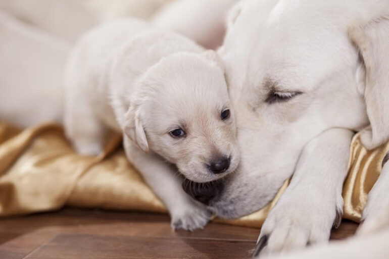 Gestation chez la chienne