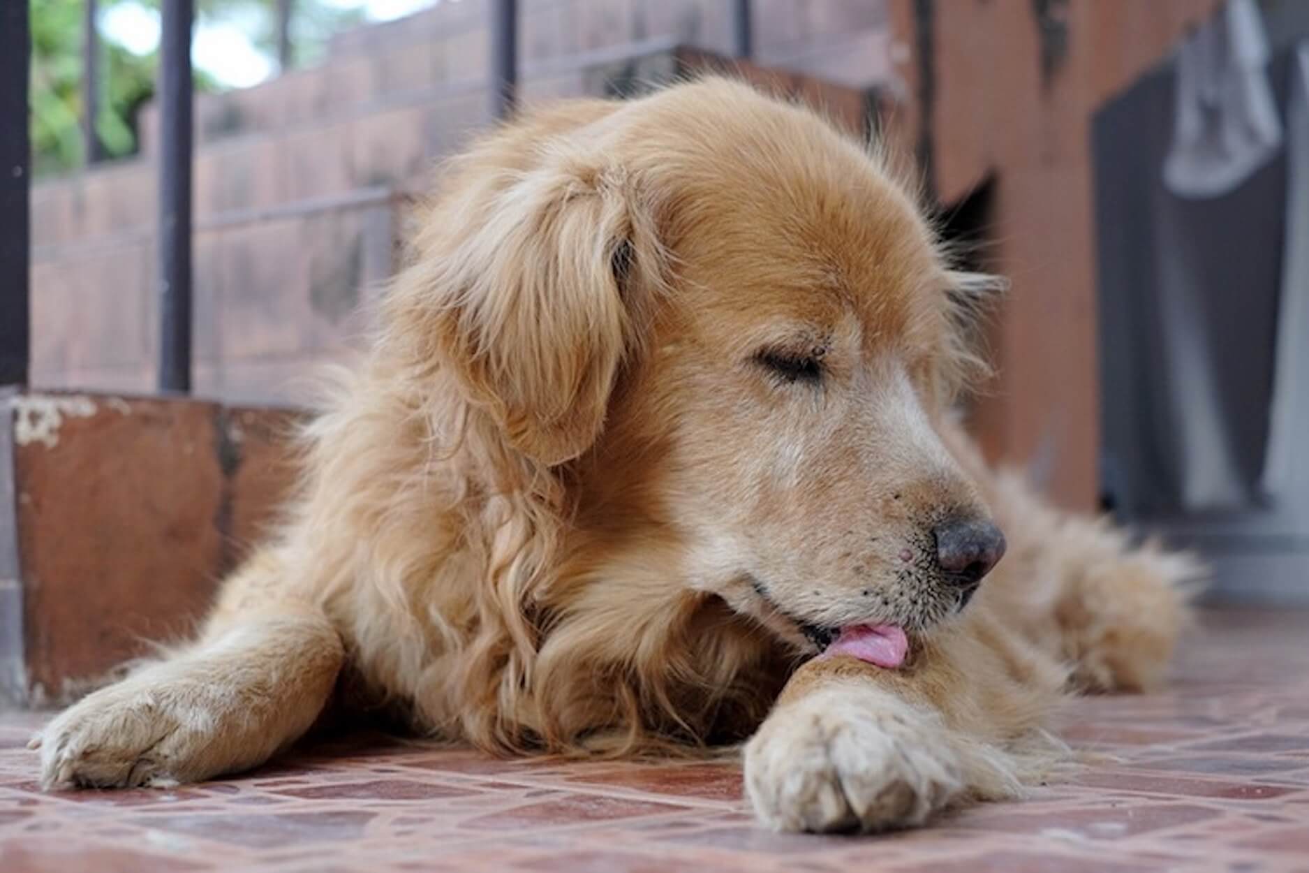 Hot Spot chez le chien symptômes traitements