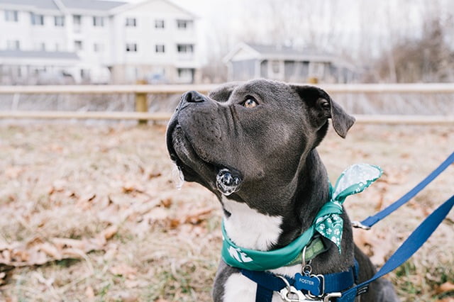 American Pit Bull Terrier chien policier