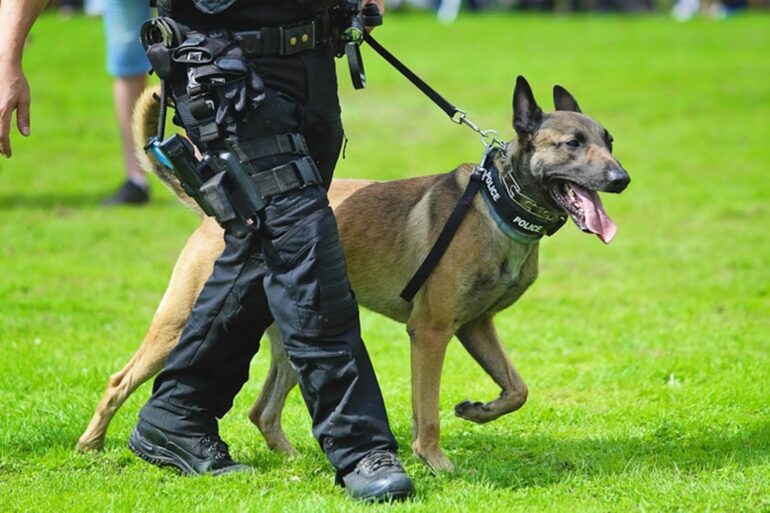 Top 10 chien de police