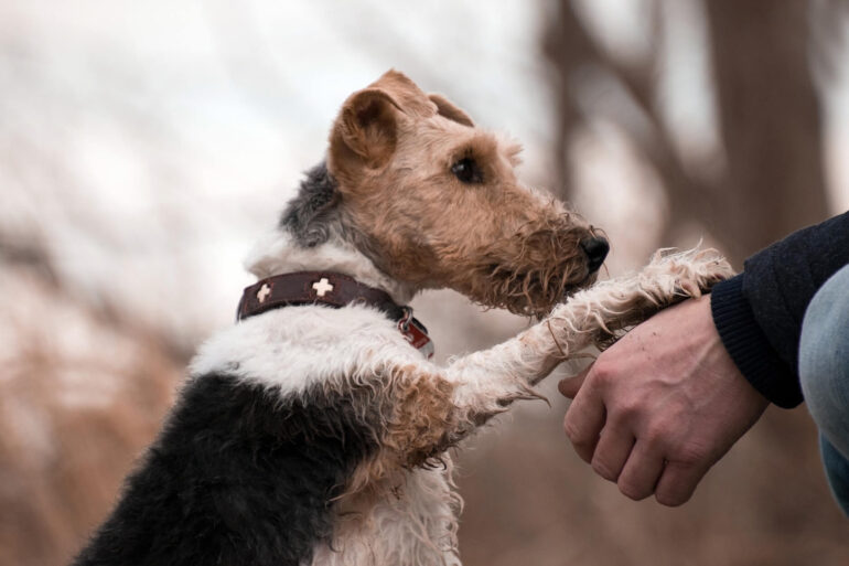 Comment devenir famille d'accueil pour chien