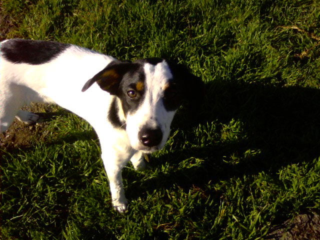 Terrier Japonais