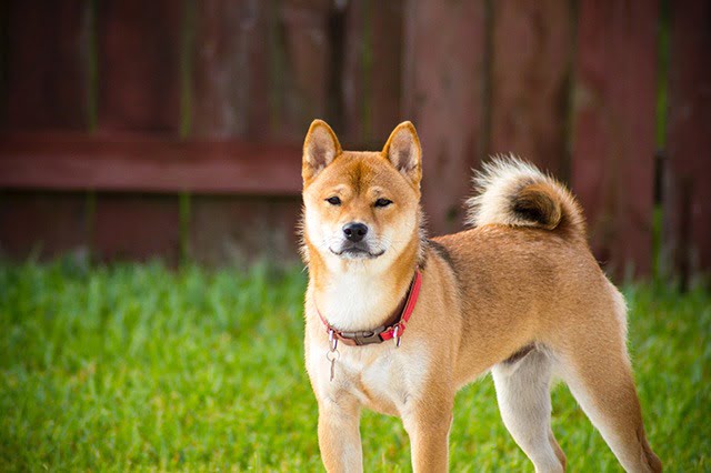 Chien japonais Shiba Inu