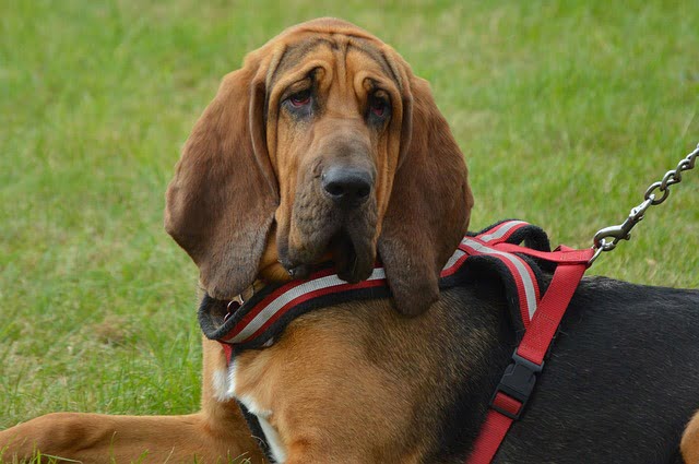 Chien Saint Hubert gendarmerie