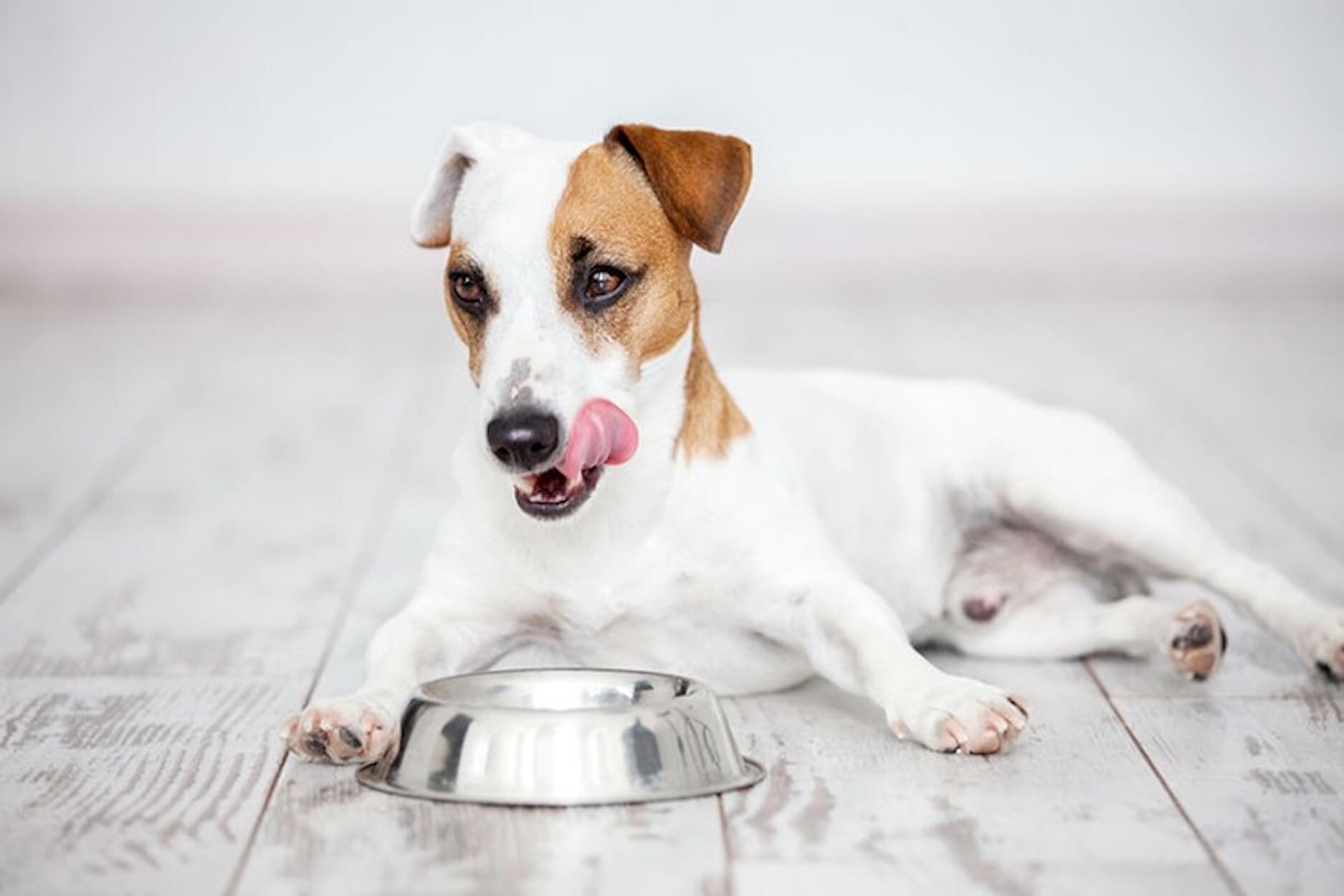 Ration ménagère du chien