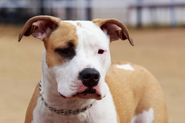 American Staffordshire Terrier chien américain