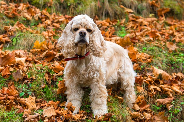 Cocker Américain