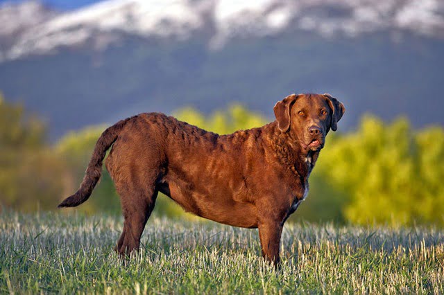 Retriever de la baie de Chesapeake chien américain