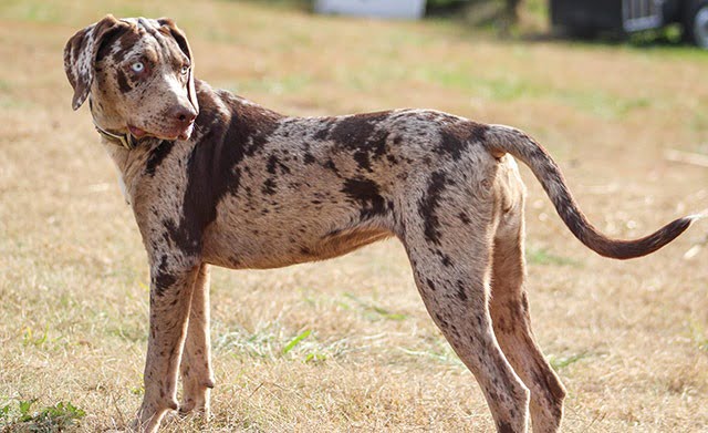 Chien Léopard Catahoula chien américain