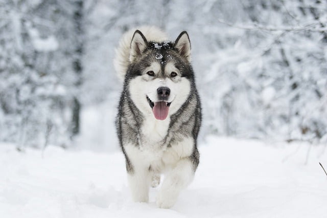 Malamute de l’Alaska chien américain