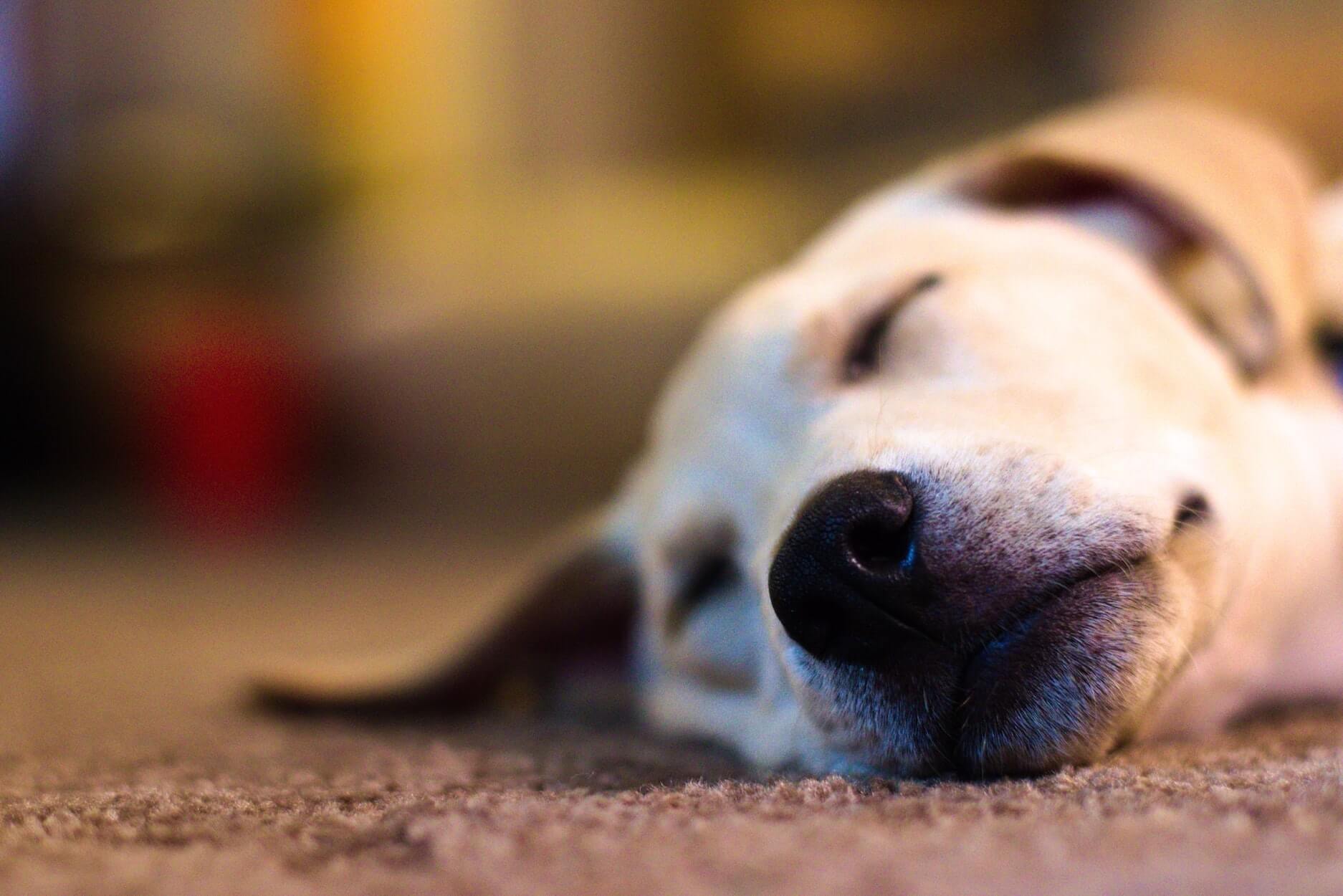 Combien de temps dort un chien ?