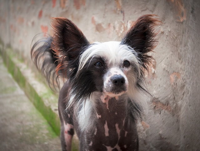 Chien Chinois à Crête