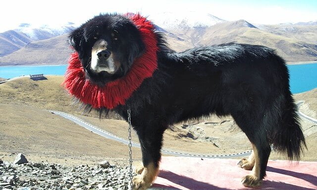 Dogue du Tibet gros chien chinois