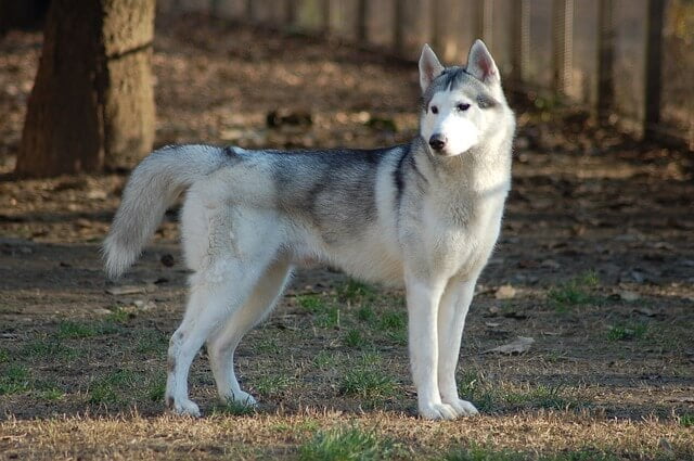 Husky Sibérien