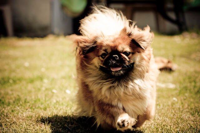 Pékinois chien sacré en Chine