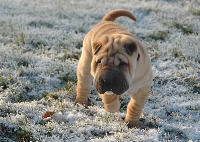 Shar pei race chien chinois