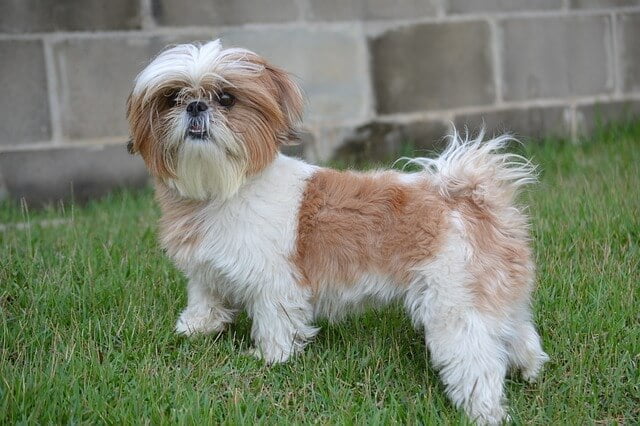 Shih Tzu chien tibet