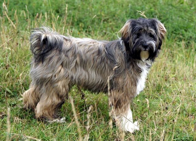 Terrier Tibétain race de chien chinois