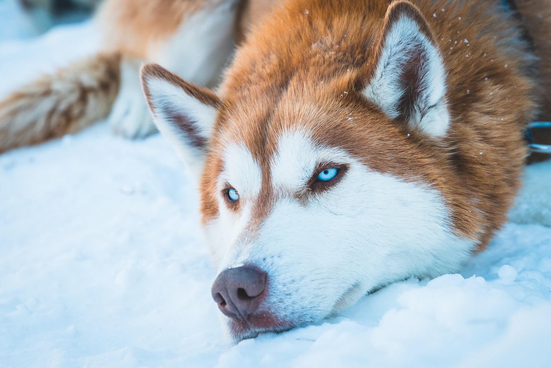 Top 10 des races de chien russe