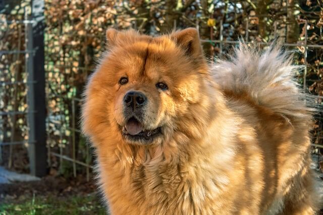 chow-chow chien chinois