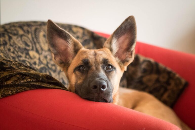 Paracétamol toxique pour les chiens