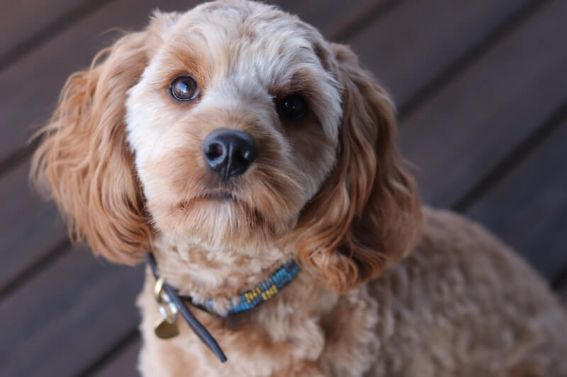 Cavapoo, un chien docile