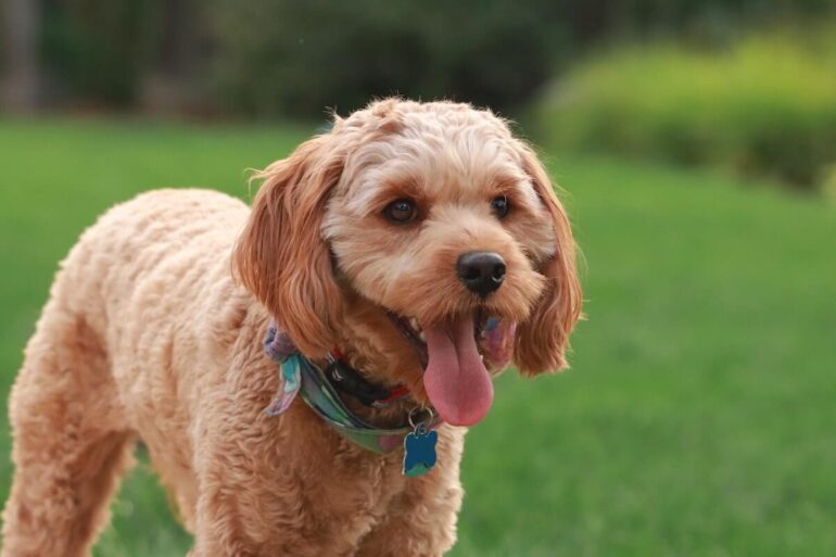 Un Cavapoo dans un parc