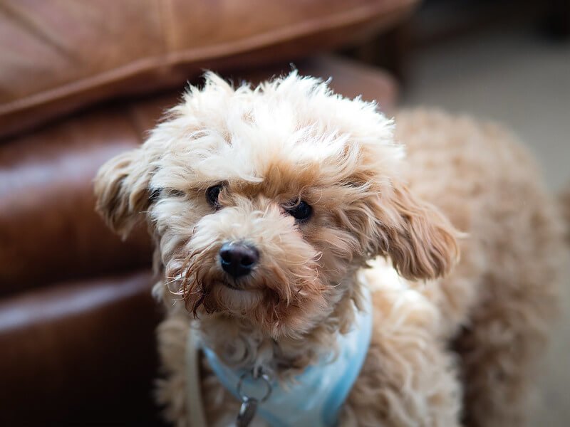 Cavapoo un petit chien affectueux